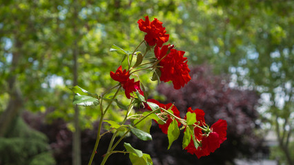 Beautiful roses in the garden, roses for Valentine's Day.