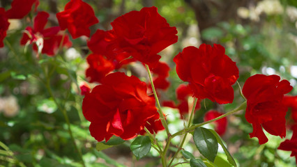 Beautiful roses in the garden, roses for Valentine's Day.