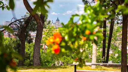 VIEW OF THE CATERAL OF THE ALMUDENA DE MADRID FROM A GARDEN, WITH AN ORANGE FLOWER UNFOCUSED IN THE FIRST TERM.