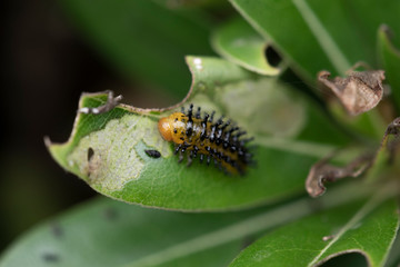 caterpillar on leaf