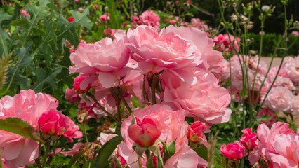 Madrid, Spain, June 01, 2020 : pink roses in a flowery garden, madrid retirement park