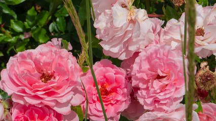 Madrid, Spain, June 01, 2020 : pink roses in a flowery garden, madrid retirement park