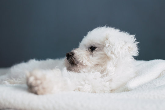 perro caniche blanco durmiendo sobre la cama