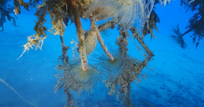 tunicates under the wing of air plane wreck underwater with some tubeworms ocean scenery