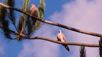 Cajamarca Peru Andes aves