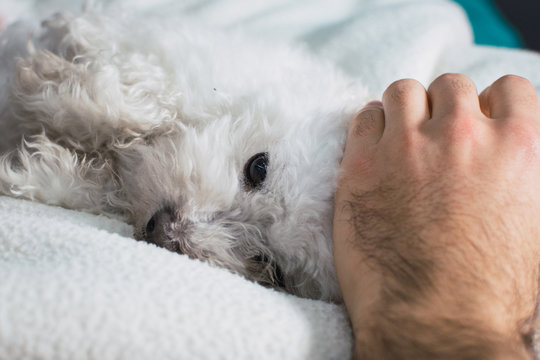 mano acariciando un perro caniche blanco durmiendo sobre la cama