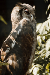 close-up owl in the wild