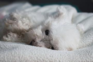 perro caniche blanco durmiendo sobre la cama