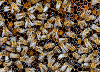 Bees on honeycombs with honey slices nectar into cells