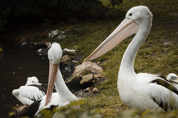 white pelicans in the wild