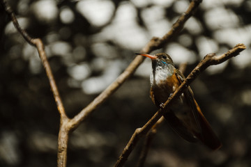 little hummingbird sits on a tree