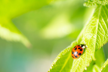 Green fresh grass leaves with selective focus and ladybug in focus during positive sunny day, shiny nature macro shot with blurred copy space.