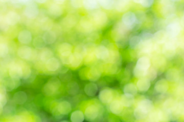 Naklejka na ściany i meble Sunny defocused green nature background, abstract bokeh effect es element for your design.