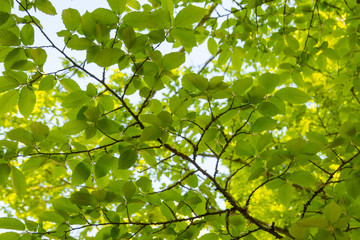 Stunning view under American elm tree. Ulmus americana, generally known as the American elm or,...