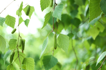 Closeup view of birch with fresh young leaves and green catkins outdoors on spring day
