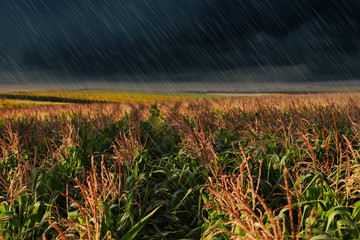 Heavy rain over corn field on grey day