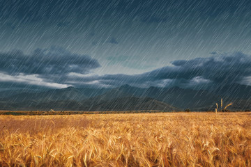 Heavy rain over wheat field on grey day © New Africa