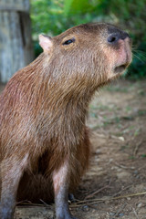 Cute photo of a capybara from Peru