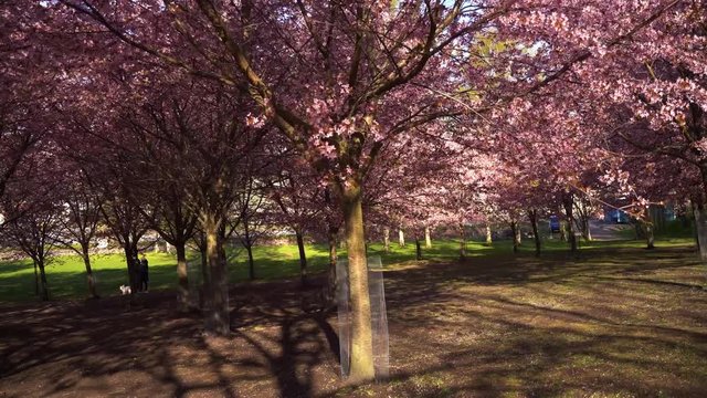 Helsinki Cherry Tree Blossom Camera Tracking Nr3 4K. Filmed at Roihuvuori Cherry Tree Park Mother's Day 2020. The place is Roihuvuoren kirsikkapuisto. Prores422 and more photos available