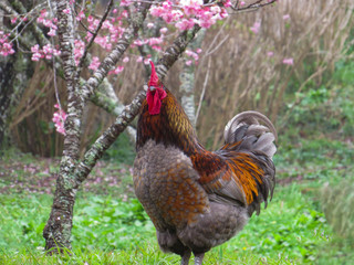 Close de galo em campo de cerejeiras