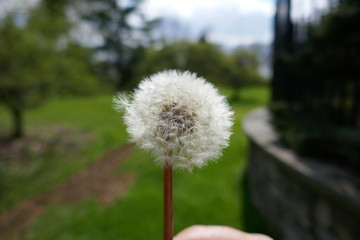 Dandelion seeds close-up with public park out of focus in background