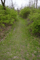 Fototapeta na wymiar Grassy walking path going through forest