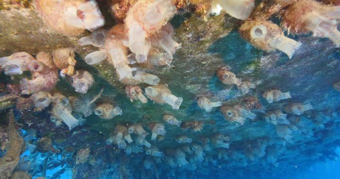 tunicates under the wing of air plane wreck underwater with some tubeworms ocean scenery