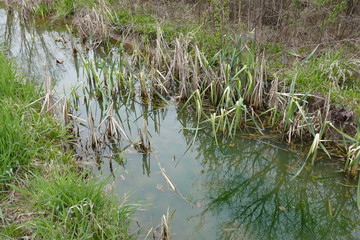 Bright green algae covering muddy vernal pool with march plants