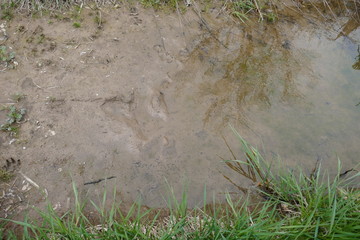 Muddy rain puddle with faintly visible toad tadpoles