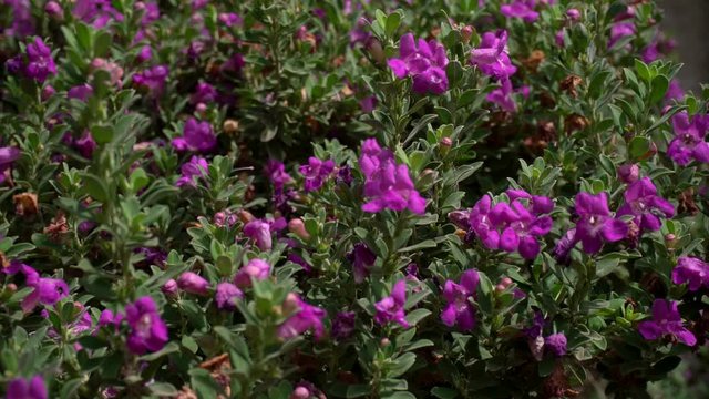 A bush with purple flowers and bees