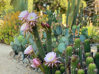 Close up view of big white-pink flower of cactus echinopsis. Daylight, outdoor, botanic garden. Big Huge Cactus Flower. Stanford cactus garden.
