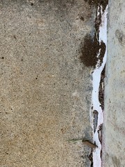 Ants coming out of old cracked sealant