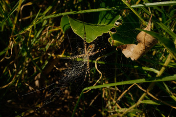 Araña en su telaraña