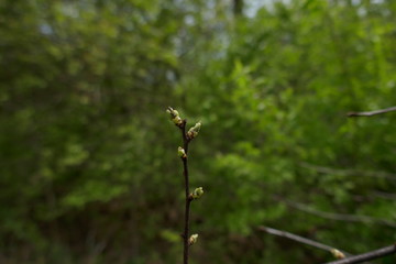 Tree buds showing new life growing on branch