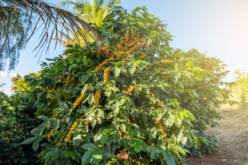 Fototapeta na wymiar Fresh Arabica coffee berries on the tree in the coffee farm, Sul de Minas, Brazil, a coffee grower’s utopia. Organic farm. Brazilian coffee. Close-up. Soft sunlight.
