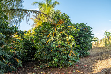 Fototapeta na wymiar Fresh Arabica coffee berries on the tree in the coffee farm, Sul de Minas, Brazil, a coffee grower’s utopia. Organic farm. Brazilian coffee. Close-up. Soft sunlight.