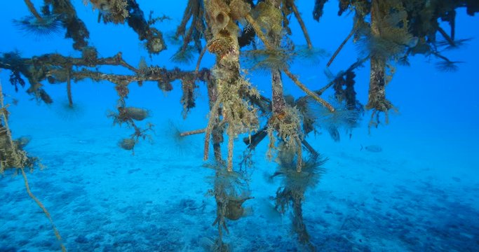 tunicates under the wing of air plane wreck underwater with some tubeworms ocean scenery