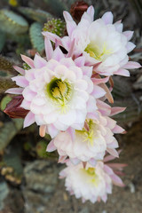 Close up view of big white-pink flower of cactus echinopsis. Daylight, outdoor, botanic garden. Big Huge Cactus Flower. Stanford cactus garden.
