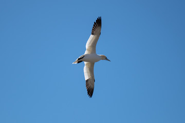 Fototapeta na wymiar A single wild gannet, a seabird, yellow head, white with dark tip wings soars through the blue sky. The bird has its wings open wide with its eyes looking downward as it hunts for food. 