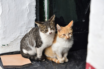 Cute cats in a white village