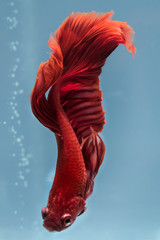 Close up art movement of Red betta fish,Siamese fighting fish isolated on blue background.
