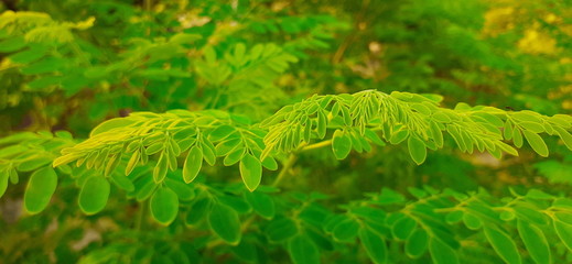 Fresh green leaves of moringa 