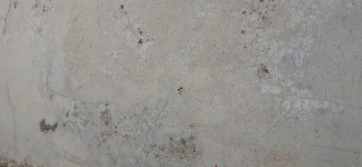 Ant with food on old concrete wall 