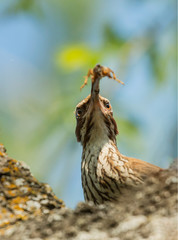 Primer plano de un pájaro trepador de troncos con un insecto en su pico para alimentar a su cría.