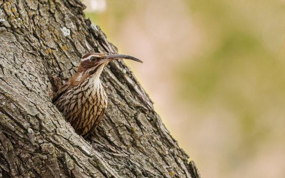 Primer plano de un hermoso p&aacute;jaro trepador asom&aacute;ndose desde el interior de un nido de p&aacute;jaro carpintero. Puedes ver medio cuerpo asom&aacute;ndose por el agujero del tronco.