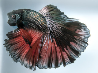 Close up art movement of Multi colour betta fish,Siamese fighting fish isolated on blue background.