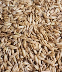 신선한 유기농 통 보리 배경 
