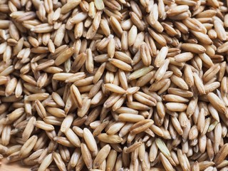 신선한 유기농 통 보리 배경 
