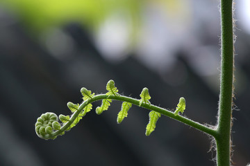 Close-up of the young ferns in the garden