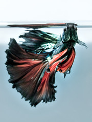 Close up art movement of Multi colour betta fish,Siamese fighting fish isolated on blue background.